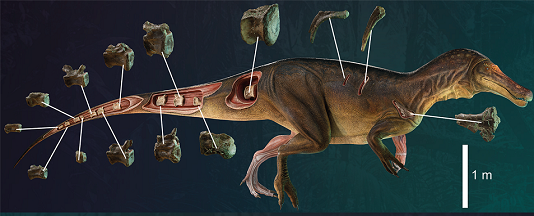 Descoberta uma nova espécie de dinossauro gigante na Península Ibérica